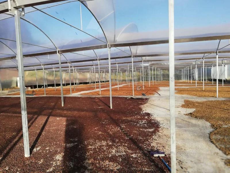 Costa Rica, Cordillera de Fuego, Caturra & Catuai, Natural Anaerobic - P11597