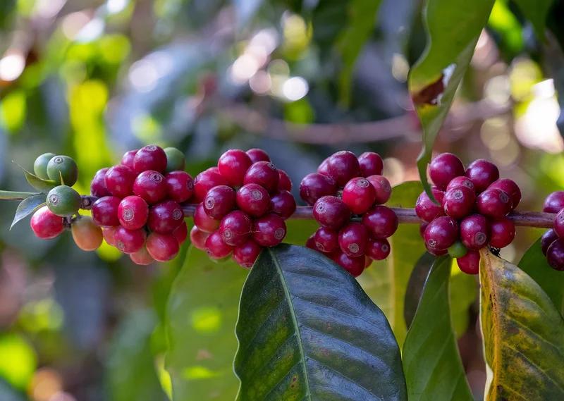 GUA25-J La Maravilla Kapetenango Batian