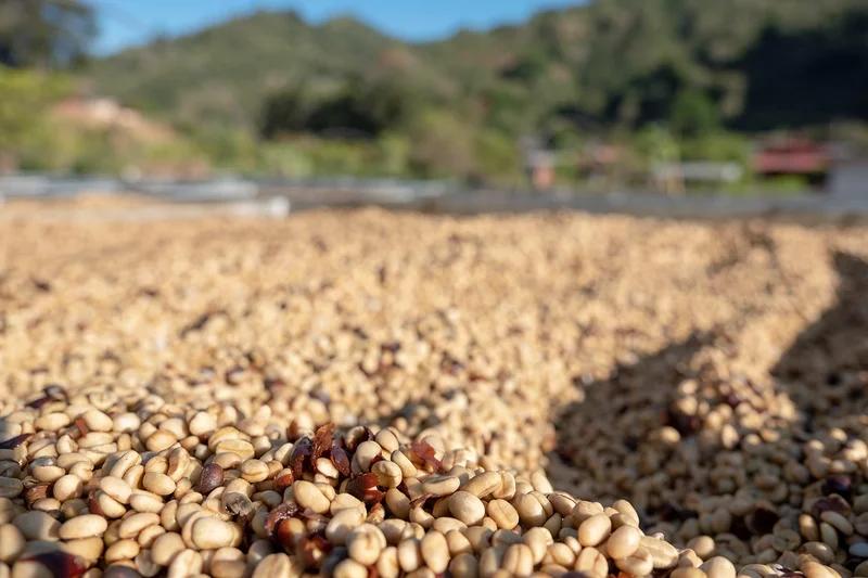 CR25-C La Pachuca natural