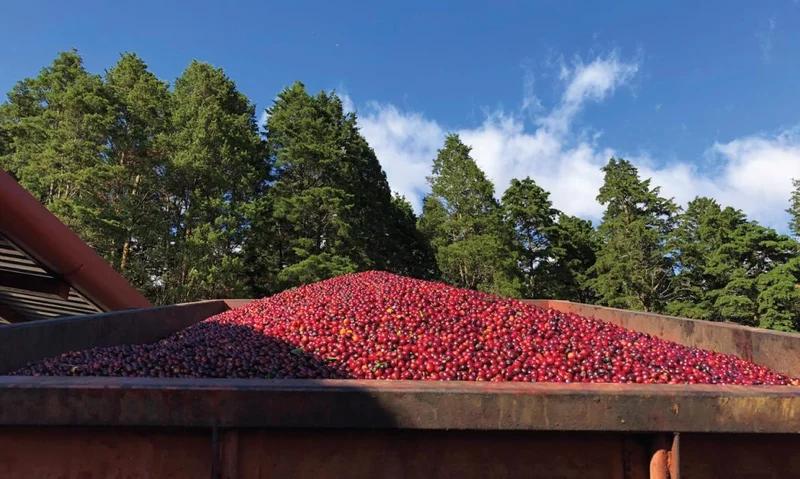 Costa Rica, Finca Volcán Azul, ET, Natural - P11591