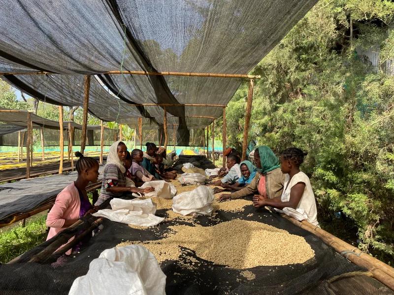 ETH25-G Aricha Adorsi washed premium