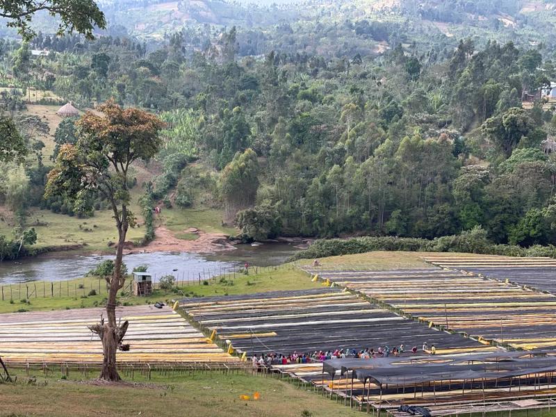 ETH25-M Duwancho natural premium