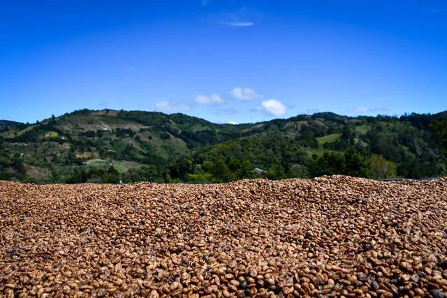 Costa Rica, El Perezoso, Yellow Honey, P11596