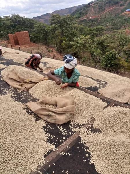 Tanzania Robusta, Screen 18+, FTO - P11531