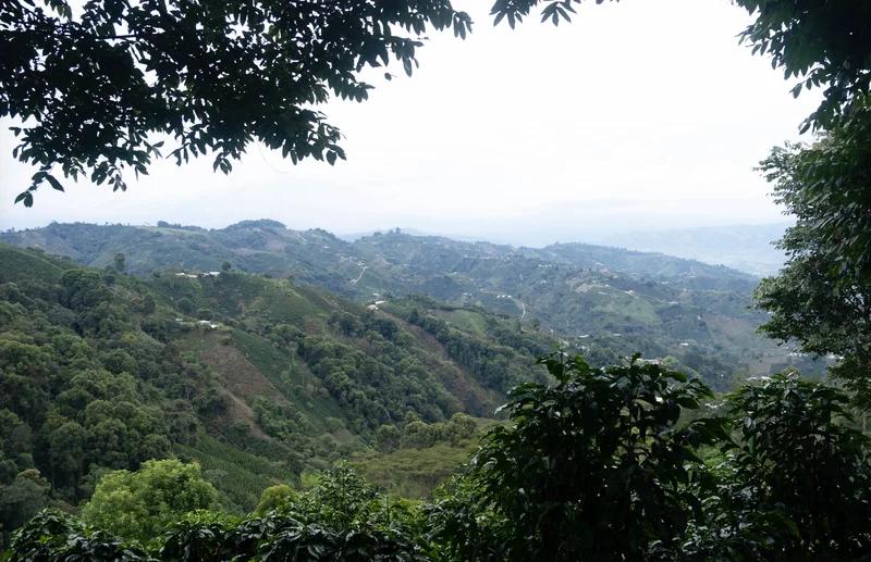 Colombia Fincas Las Flores y El Diviso, Carambolo, Washed - P11545