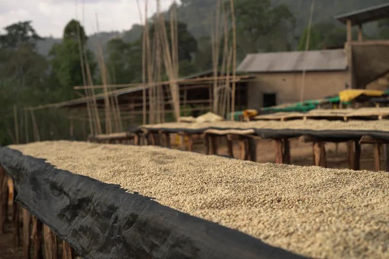 Ethiopia, Chelbesa Washing Station, Yirgacheffe Grade 2, Heirloom, Organic - P11556