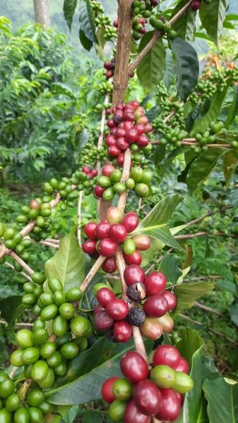 Brito Coffee SPOT Europe header