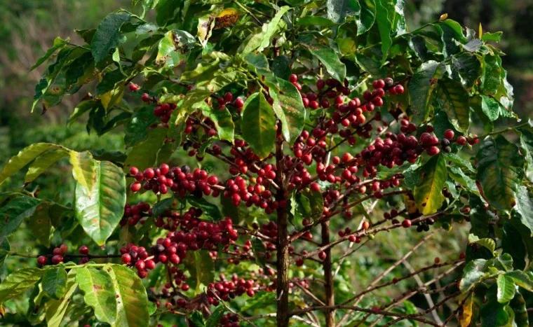 Aureon Coffee Trade header